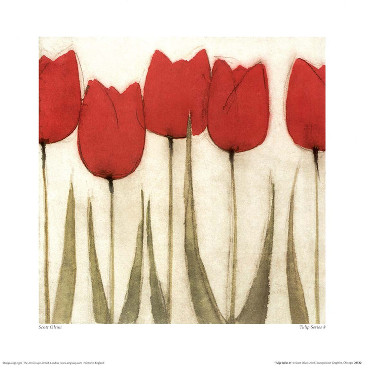 Tulip Series 8 by Scott Olson - 16 X 16 Inches (Art Print)