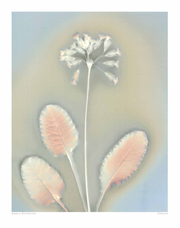 Lowslip by Angela Easterling - 16 X 20 Inches (Art Print)