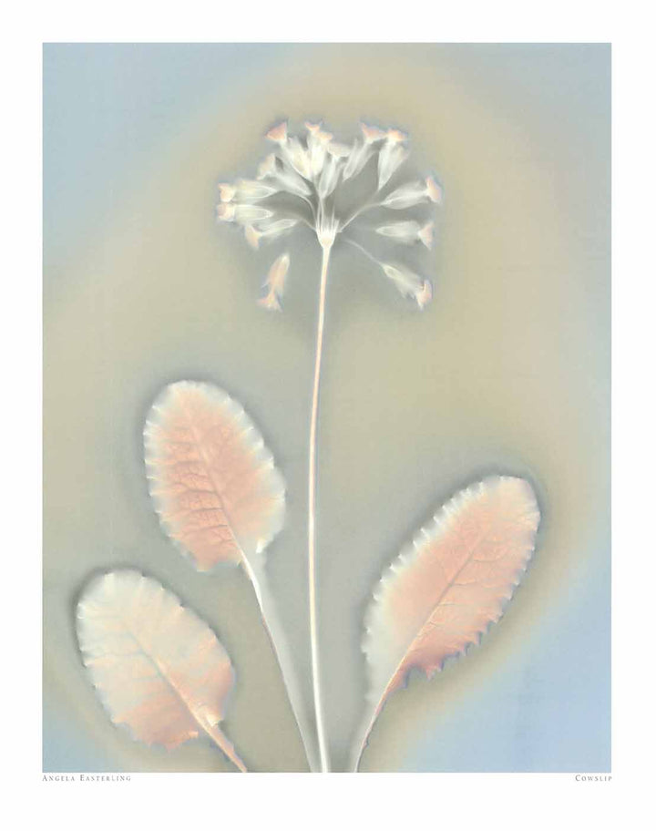 Lowslip by Angela Easterling - 16 X 20 Inches (Art Print)