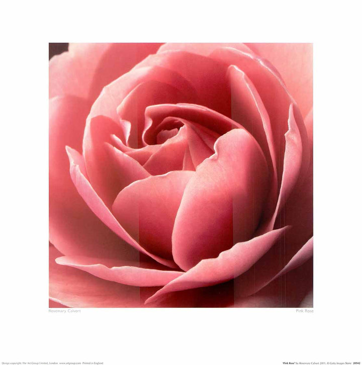 A fine art poster of a pink rose with a blurred background.