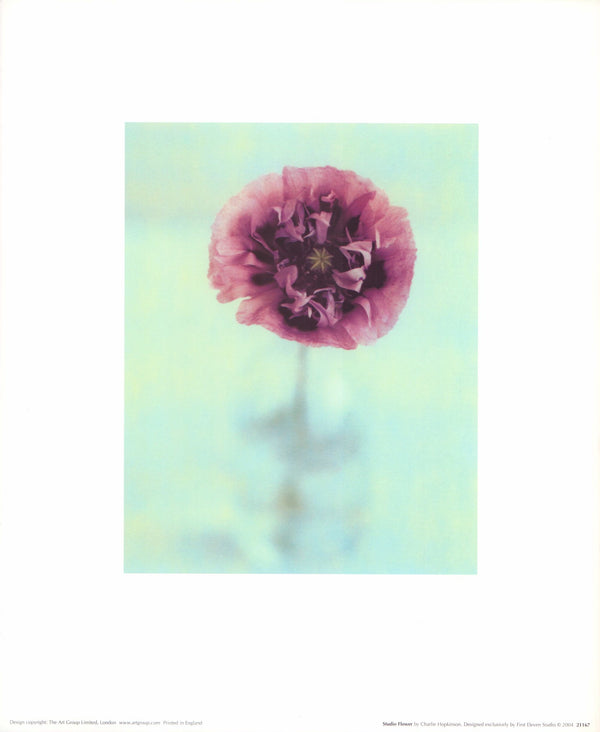 Studio Flower, 2004 by Charlie Hopkinson - 10 X 12 Inches (Art Print)