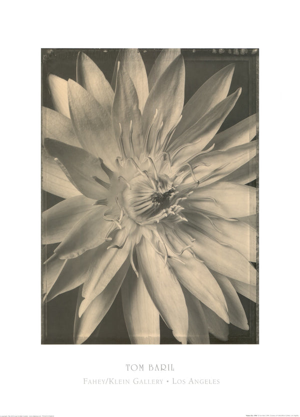 Water Lily, 1999 by Tom Baril - 24 X 32 Inches (Art Print)