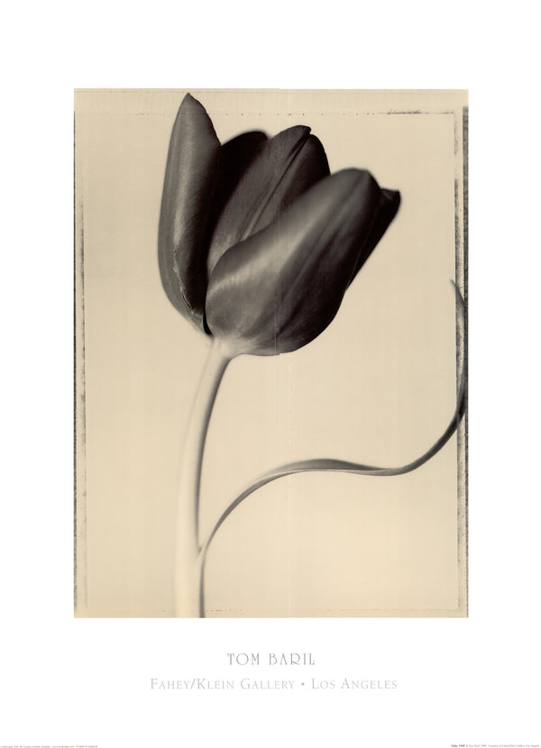 Tulip, 1999 by Tom Baril - 24 X 32 Inches (Art Print)