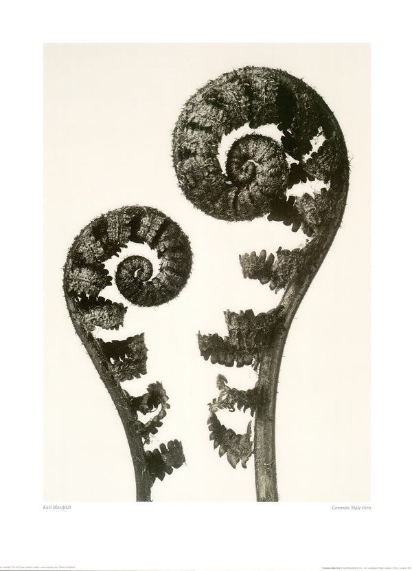 Common Male Fern, by Karl Blossfeldt - 24 X 32 Inches (Art Print)