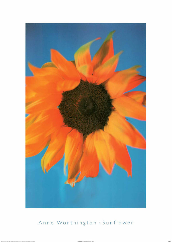 Sunflower by Anne Worthington - 20 X 28 Inches (Art Print)