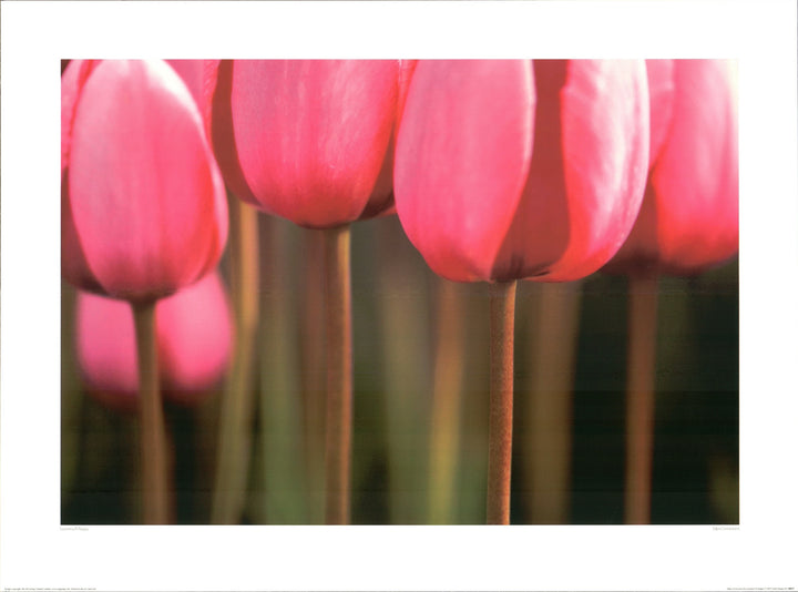 Tulipa Gesneriana by Laurance B Aiuppy - 24 X 32 Inches (Art Print)