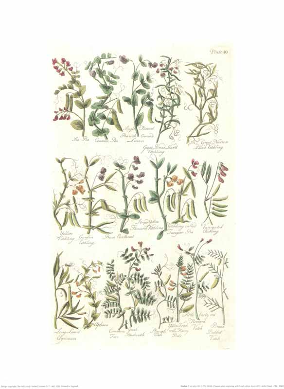 Herbal I by John Hill - 12 X 16 Inches (Art Print)