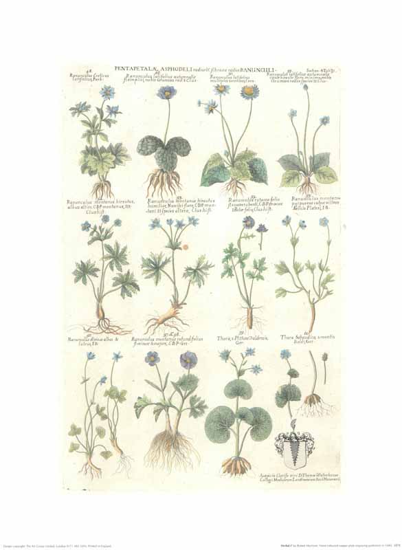 Herbal I by Robert Morrison - 12 X 16 Inches (Art Print)