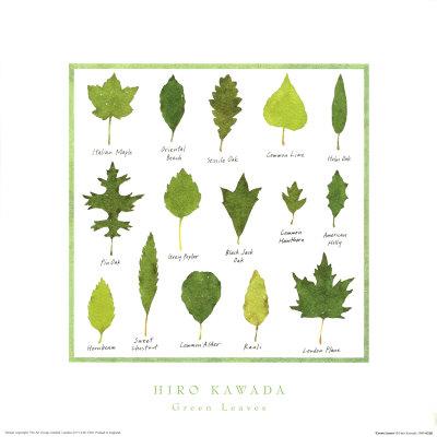 Green Leaves by Hiromi Kawada - 16 X 16 Inches (Art Print)