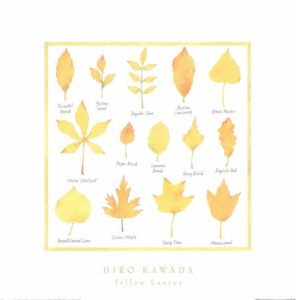 Yellow Leaves by Hiromi Kawada - 16 X 16 Inches (Fine Art Print)
