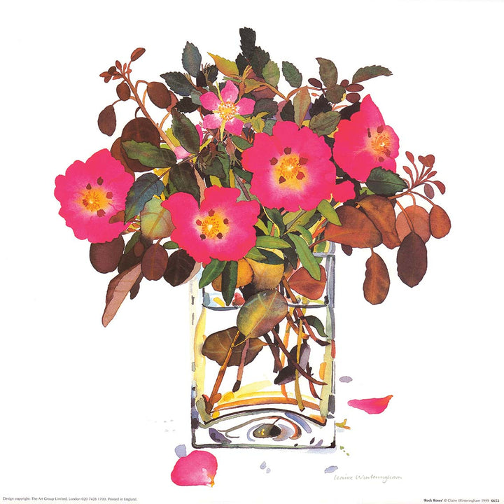 Rock Roses, 1999 by Claire Winteringham - 16 X 16 Inches (Art Print)