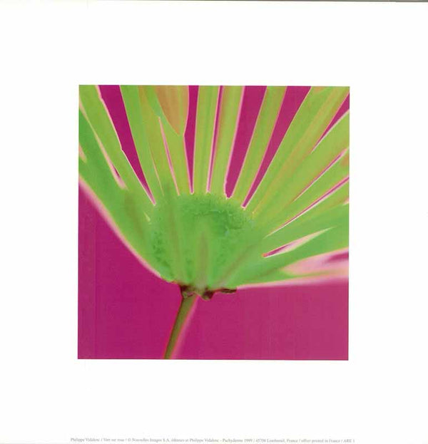Vert sur Rose by Philippe Vidalenc - 12 X 12 Inches (Art Print)