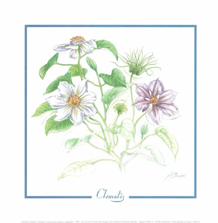 Clematis 1999, by Florence Gendre - 12 X 12 Inches (Art Print)