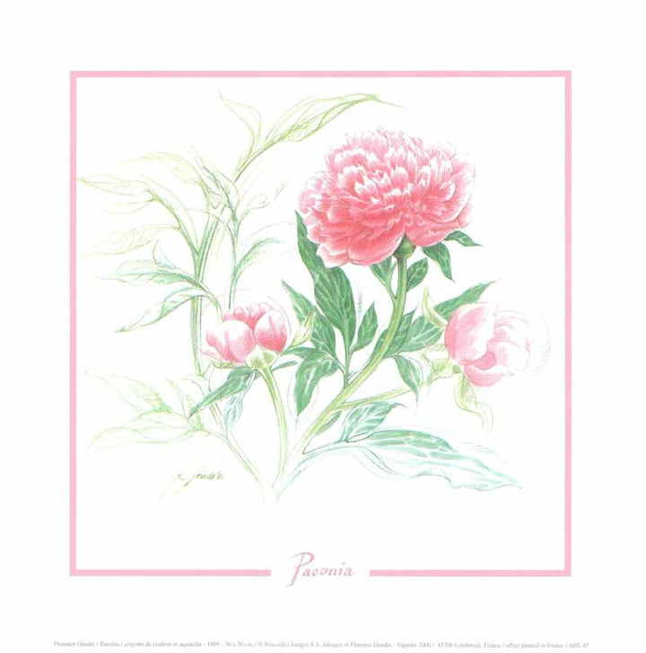 Paeonia, 1999 by Florence Gendre - 12 X 12 Inches (Art Print)