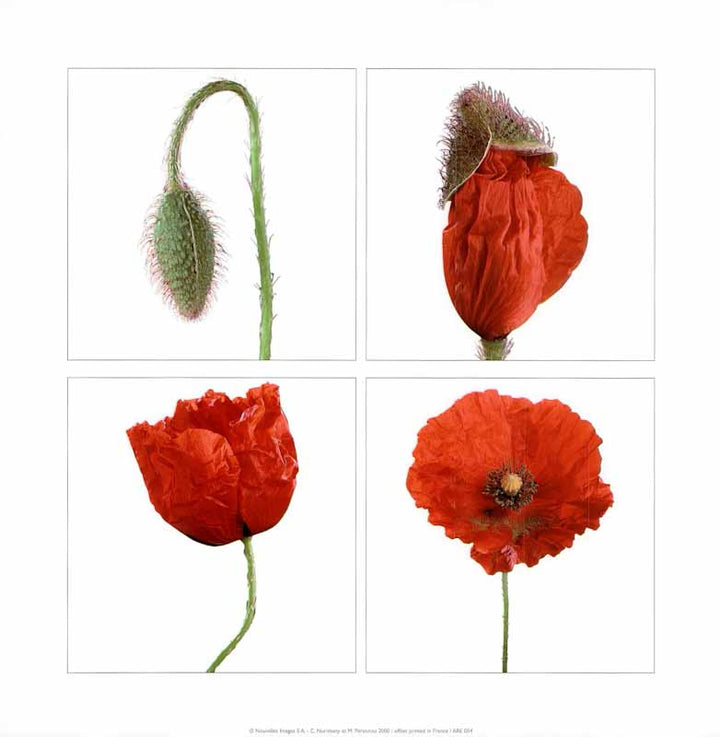 Poppy Metamorphosis 2000, by C Nuridsany and M Perennou - 12 X 12 Inches (Art Print)