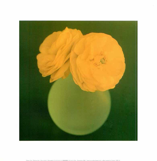 Ranunculus 2001, by Masao Ota - 12 X 12 Inches (Art Print)