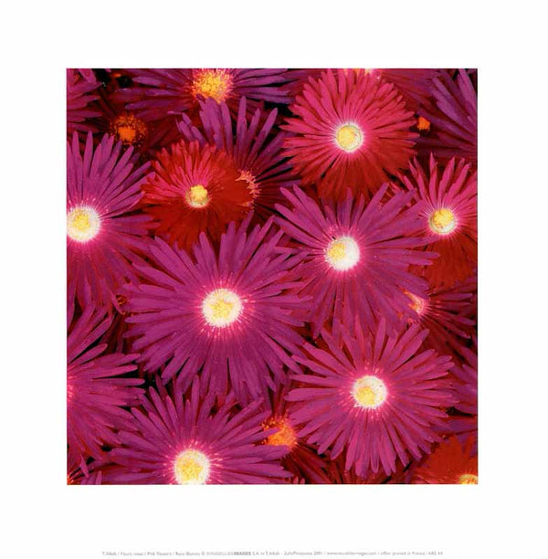 Pink Flowers 2001, T Allofs - 12 X 12 Inches (Art Print)