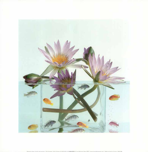 Fish Garden 2003, Marianne Hass - 12 X 12 Inches (Art Print)