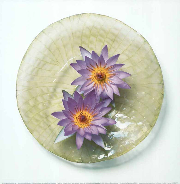 Leaf and Waterlily Flower, 2003 by Cora Buttenbender and Christophe Szkudlarek - 12 X 12 Inches (Art Print)