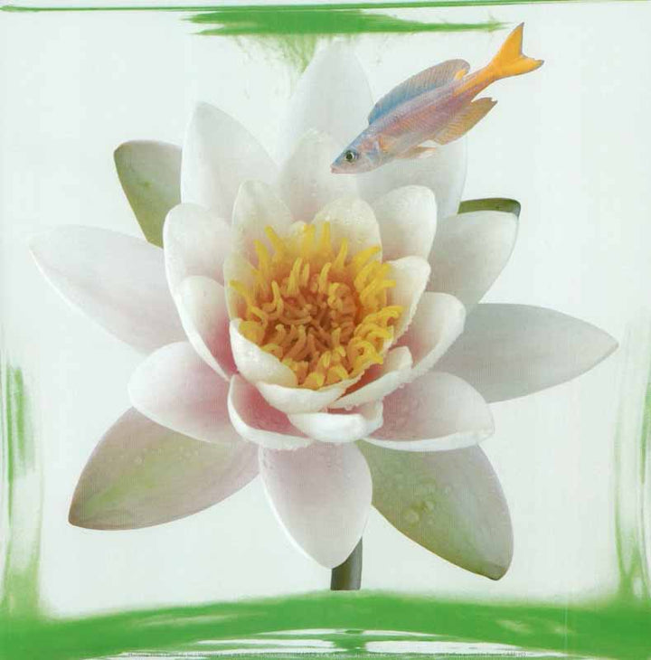 Waterlily from the Lake, 2003 by Marianne Hass - 12 X 12 Inches (Art Print)