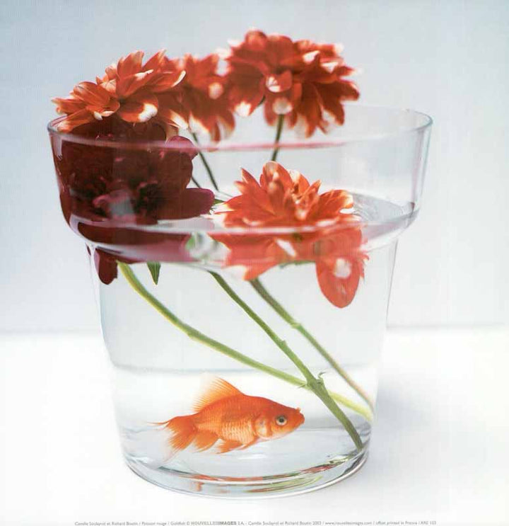 Goldfish, 2003 by Camille Soulayrol and Richard Boutin - 12 X 12 Inches (Art Print)
