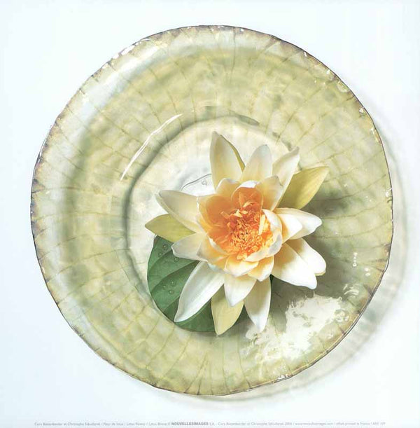 Lotus Flower, 2003 by Cora Buttenbender and Christophe Szkudlarek - 12 X 12 Inches (Art Print)