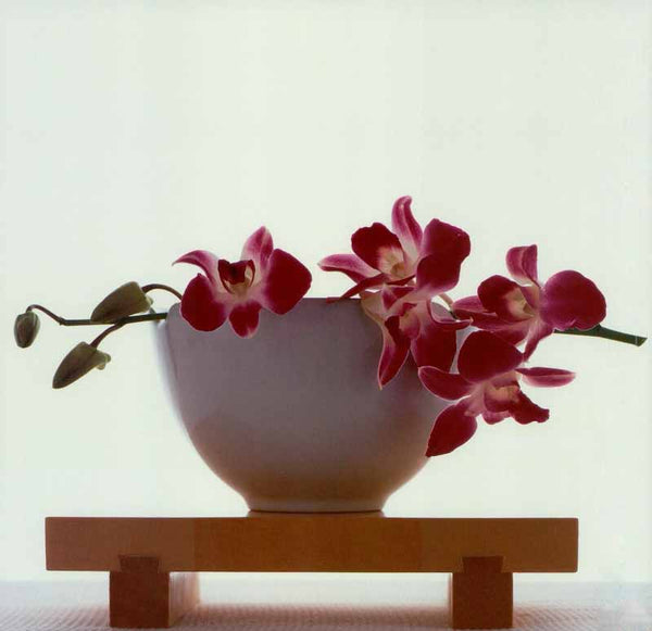 Magenta Orchids on White Bowl, 2004 - 12 X 12 Inches (Art Print)