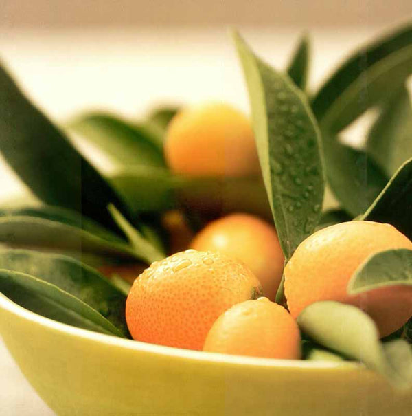Kumquats, 2005 by James Carrier - 12 X 12 Inches (Art Print)