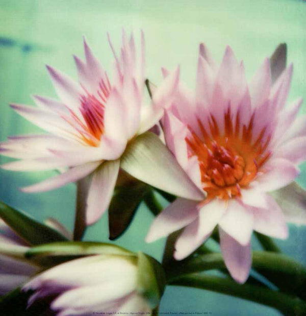 Summer Bouquet. 2006 by Botanica - 12 X 12 Inches (Art Print)