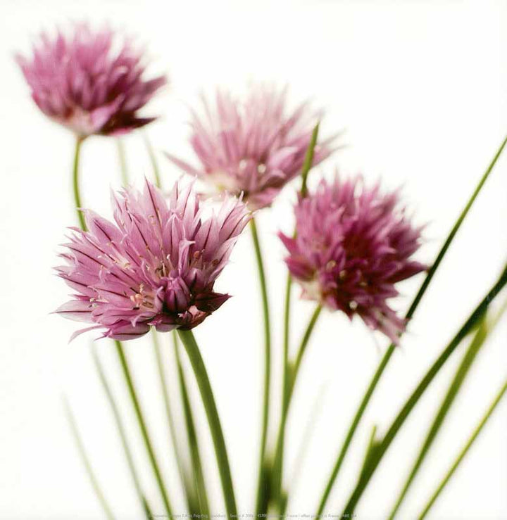 Chives, 2006 by Feig - 12 X 12 Inches (Art Print)