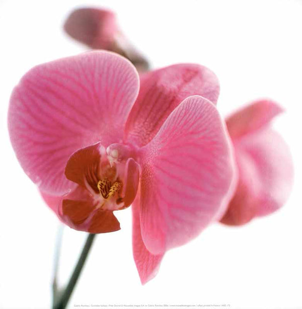Pink Orchid, 2006 by Cedric Porchez - 12 X 12 Inches (Art Print)