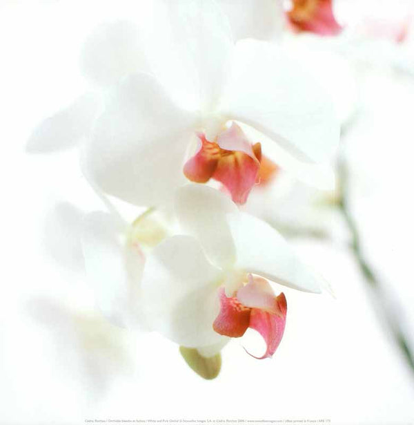 White and Pink Orchid, 2006 by Cedric Porchez - 12 X 12 Inches (Art Print)
