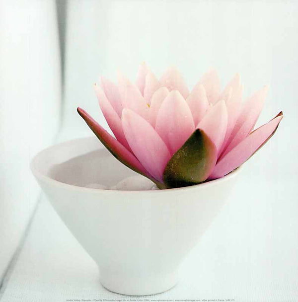 Waterlily, 2006 by Amelie Vuillon - 12 X 12 Inches (Art Print)