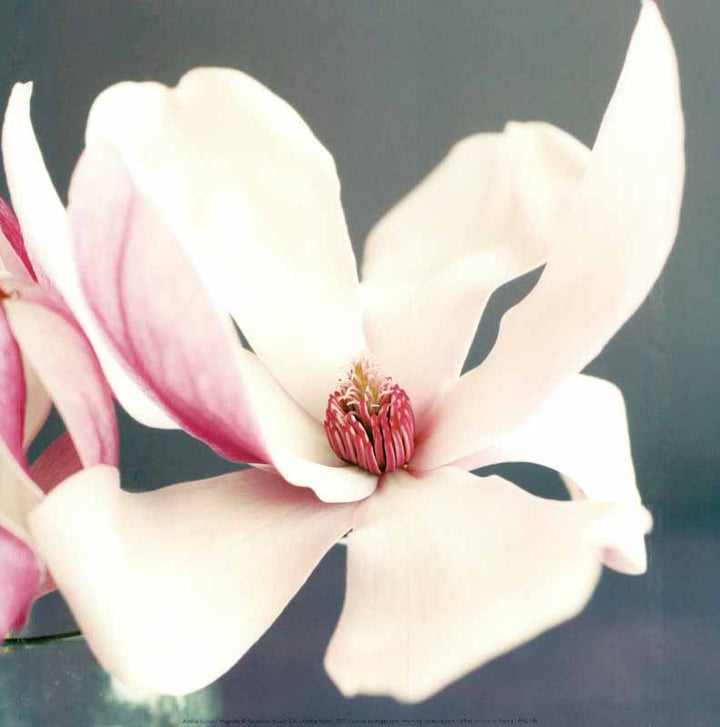 Magnolia, 2007 by Amelie Vuillon - 12 X 12 Inches (Art Print)