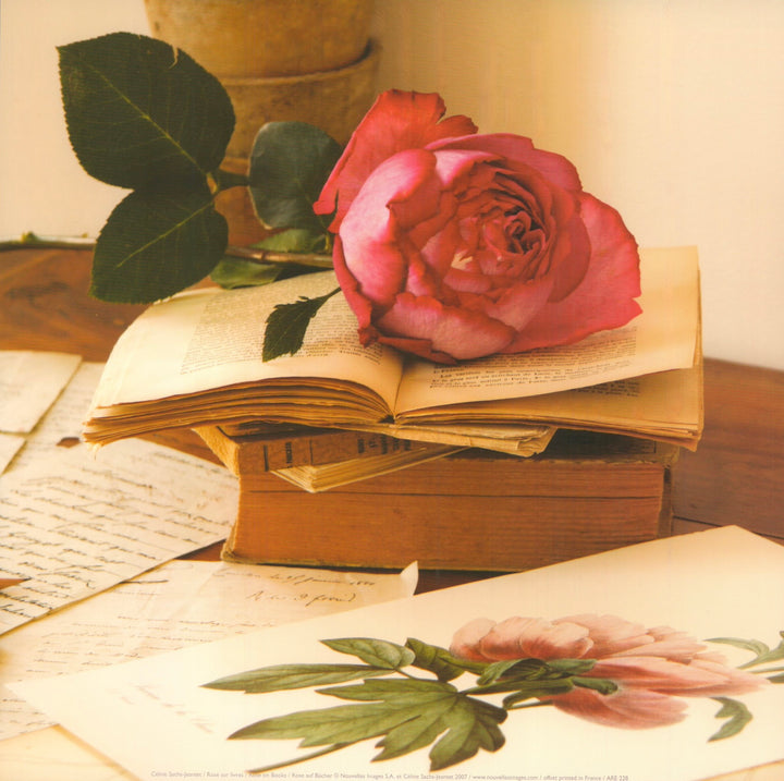 Rose on Books by Céline Sachs-Jeantet - 12 X 12 Inches (Art Print)