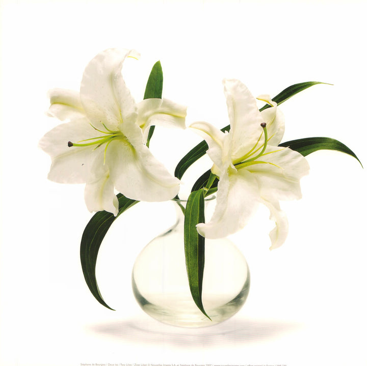Two Lilies by Stéphane de Bourgies - 12 X 12 Inches (Art Print)