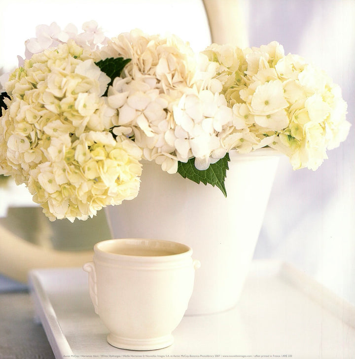White Hydrangea by Aaron McCoy - 12 X 12 Inches (Art Print)