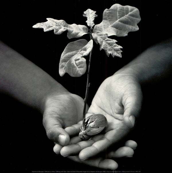 Offering with Oak by Stéphane de Bourgies - 12 X 12 Inches (Art Print)