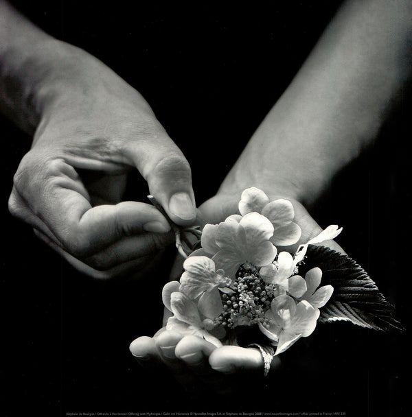 Offering with Hydrangea by Stéphane de Bourgies - 12 X 12 Inches (Art Print)