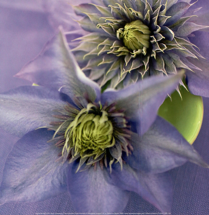 Two Clematis by Catherine Beyler - 12 X 12 Inches (Art Print)