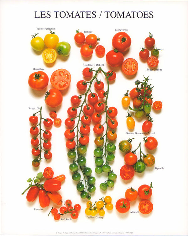 Tomatoes by Roger Phillips et Martin Rix- 10 X 12 Inches (Art Print)