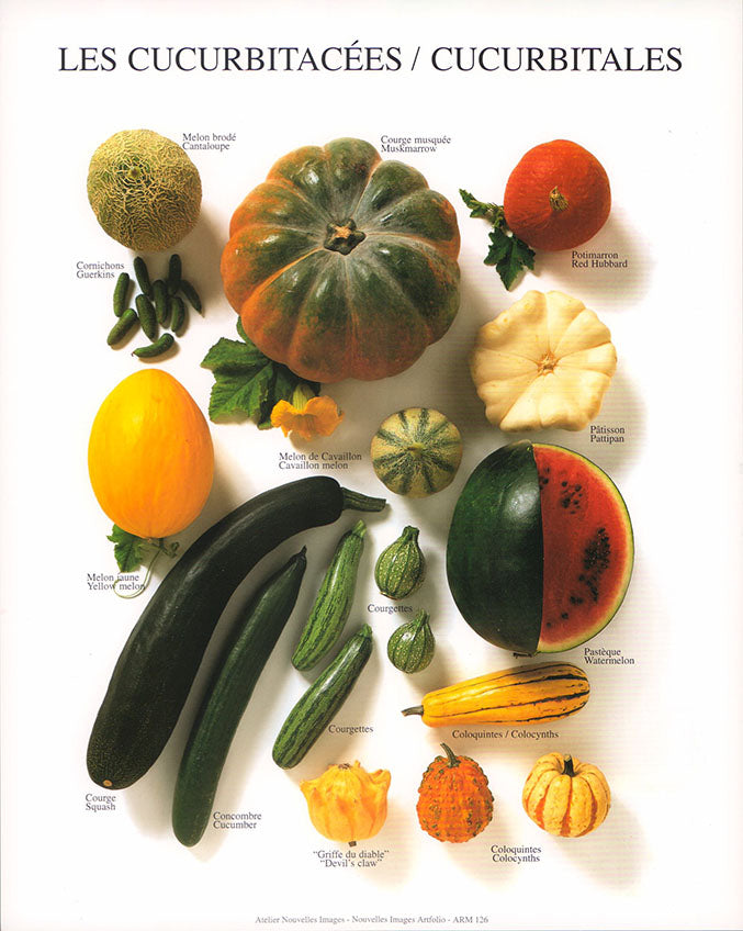 Cucurbitales by Atelier Nouvelles Images - 10 X 12 Inches (Art Print)