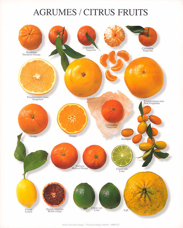 Citrus fruits by Atelier Nouvelles Images- 10 X 12 Inches (Art Print)