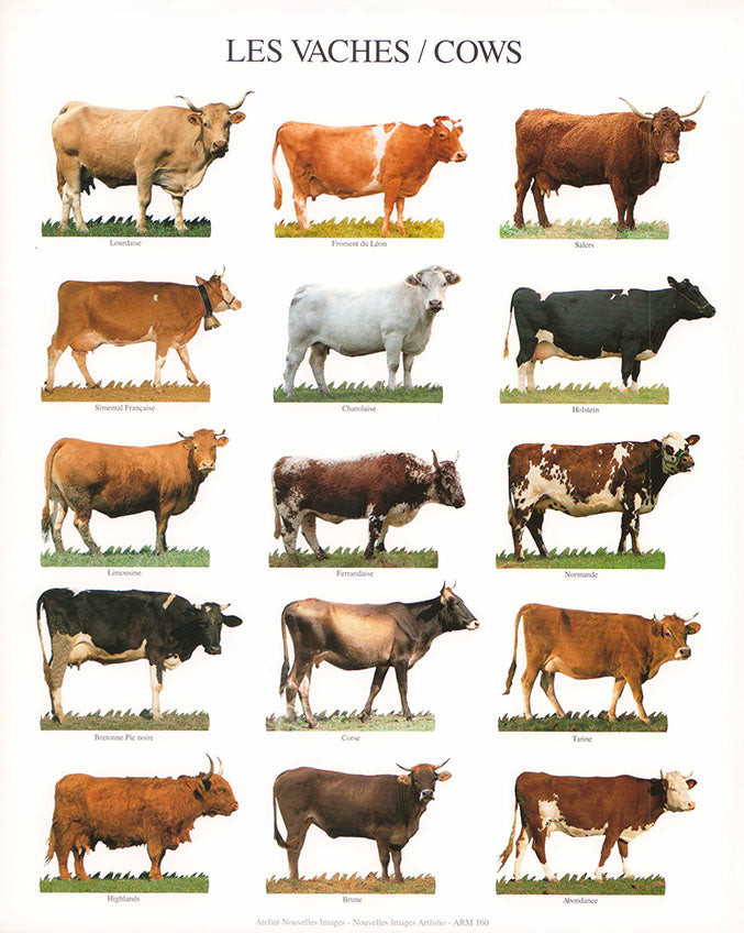 Cows by Atelier Nouvelles Images - 10 X 12 Inches (Art Print)