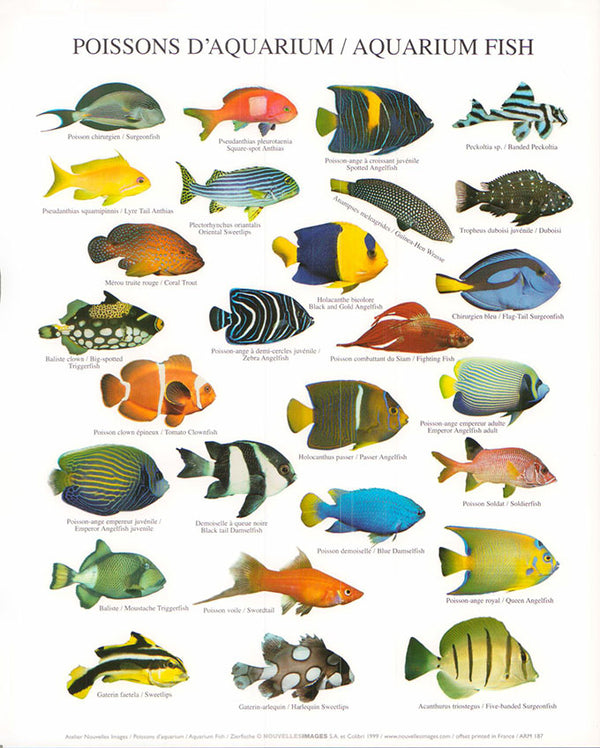 Aquarium fish by Atelier Nouvelles Images - 10 X 12 Inches (Art Print)