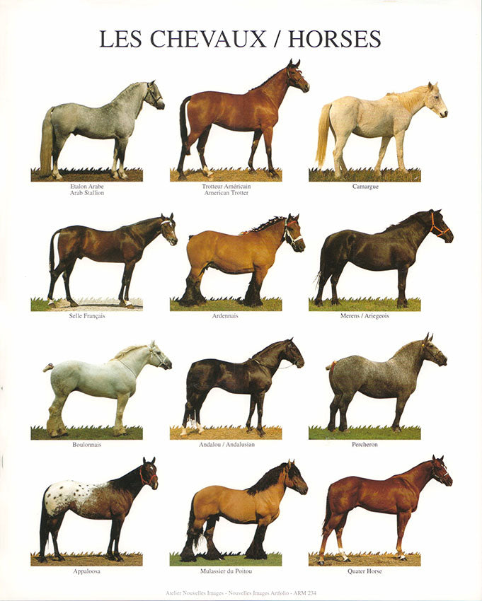 Horses by Atelier Nouvelles Images - 10 X 12 Inches (Art Print)