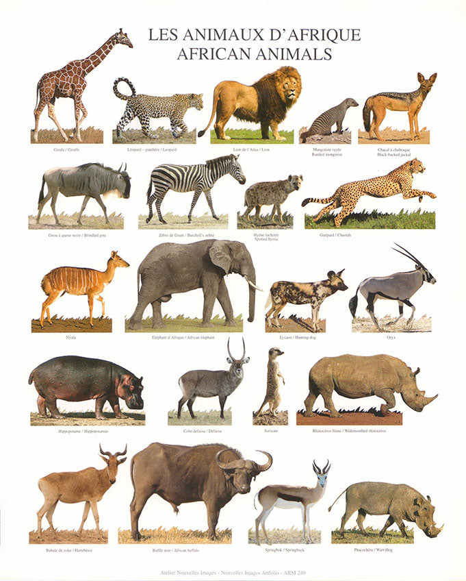 African animals by Atelier Nouvelles Images - 10 X 12 Inches (Art Print)