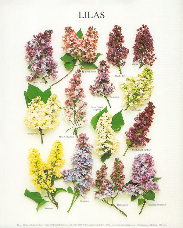 Lilas by Roger Phillips - 10 X 12 Inches (Art Print)