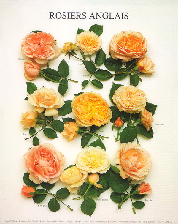 English Roses by Roger Phillips - 10 X 12 Inches (Art Print)
