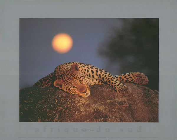 Leopard with Rising Moon by Jamie Thom - 10 X 12 Inches (Art Print)